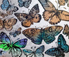 Chasing Butterflies