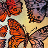Marigold Butterflies