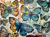 Kaleidoscopic Butterflies II