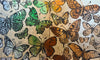 Sunset Butterflies